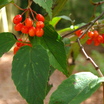 Trees_and_shrubs_viburnum_setigerum
