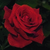 Floribundas: Rose, 'Drop Dead Red' (tm)