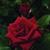 Floribundas: Rose, 'Drop Dead Red' (tm)