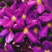 Clematis_clematis_x_jackmanii-1