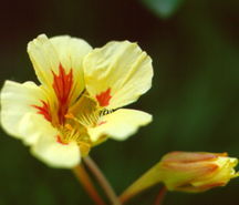 Nasturtium, 'Wina'