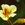 Nasturtiums: Tropaeolum majus 'Wina'