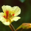 Annuals_tropaeolum_majus_wina-1