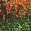 Coral_bells_heuchera_raspberry_regal-1