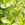 Screeners: Euonymus kiautschovicus 'Manhattan'