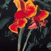 Cannas_canna_rosemond_coles-1