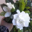 Absolutely_stunning_