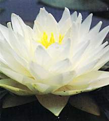 Water Lily, Gonnere (Hardy)