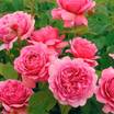 Hybrid_teas_rosa_princess_alexandra_of_kent