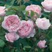 Hybrid_teas_rosa_wisley_2008