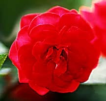 Rose, Antique Floribunda 'Eutin' (1940)