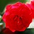 Antiques: Rosa 'Eutin'