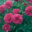 Modern_roses_rosa_sir_john_betjeman