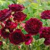 Hybrid_teas_rosa_munstead_wood