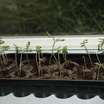 Small_tray_of_seedlings.thumb