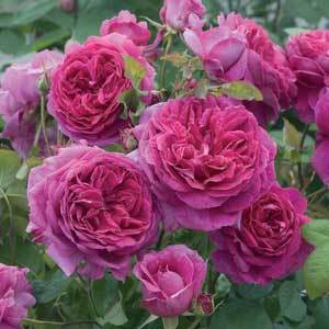 Rose2