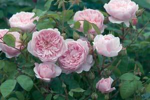 Rose3