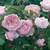 Rose3