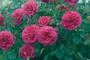 Rose4
