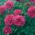 Rose4