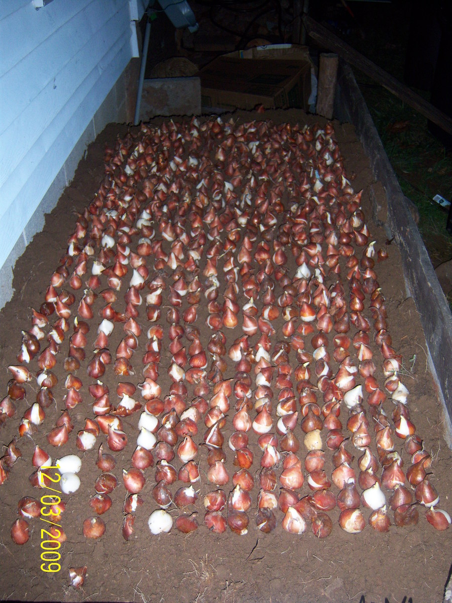 Forcing_tulips_in_backyard_3_