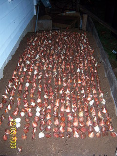 Forcing_tulips_in_backyard_3_
