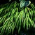 Ornamental_grasses_hakonechloa_macra_aureola-1.small