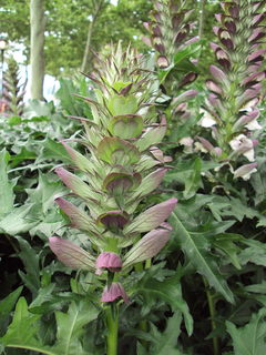 Perennials_acanthus_spinosus