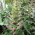 Perennials_acanthus_spinosus