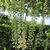 Perennials_actaea_racemosa