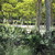 Perennials_actaea_racemosa-1