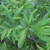 Perennials_comptonia_peregrina-1