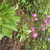 Perennials_dodecatheon_jeffreyi