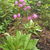 Perennials_dodecatheon_jeffreyi-1