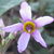 Perennials_dodecatheon_jeffreyi-1