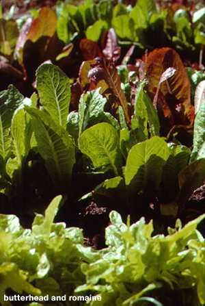 Lettuce