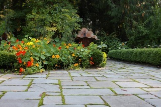 Nasturtium