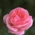 Pink_rose.small