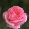 Pink_rose