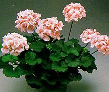 Geranium, Zonal 'Cotton Candy'