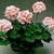 Geraniums: Pelargonium 'Cotton Candy'