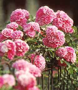 2seven_sisters_rose