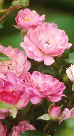 2the_fairy_rose