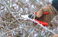 2winter_pruning_roses