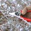 2winter_pruning_roses