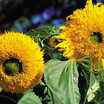 Sunflowers_helianthus_annuus-1
