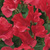 Sweet-peas