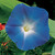 Morning-glory-hevenly-blue