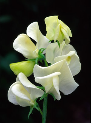 The top 10 vines to grow in your garden