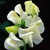 Sweet_pea_mrs_collier_delightful_creamy_white